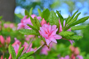 Baharda bahçede Rhododendron (Azalea) çiçekleri bulunur. Doğa arkaplanı ......