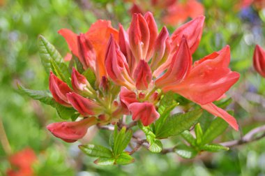 Baharda bahçede Rhododendron (Azalea) çiçekleri bulunur. Doğa arkaplanı ......