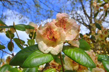 Baharda bahçede Rhododendron (Azalea) çiçekleri bulunur. Doğa arkaplanı ......