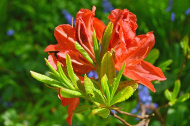 Baharda bahçede Rhododendron (Azalea) çiçekleri bulunur. Doğa arkaplanı ......
