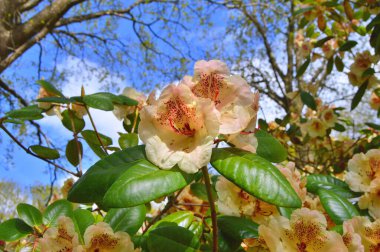 Baharda bahçede Rhododendron (Azalea) çiçekleri bulunur. Doğa arkaplanı ......