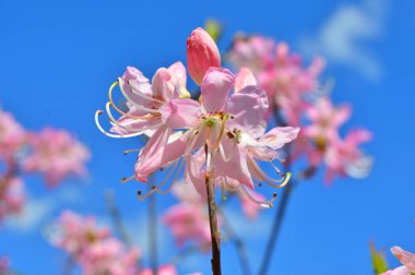 Baharda bahçede Rhododendron (Azalea) çiçekleri bulunur. Doğa arkaplanı