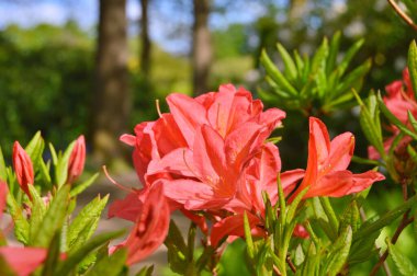 Baharda bahçede Rhododendron (Azalea) çiçekleri bulunur. Doğa arkaplanı ......