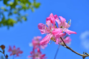 Baharda bahçede Rhododendron (Azalea) çiçekleri bulunur. Doğa arkaplanı