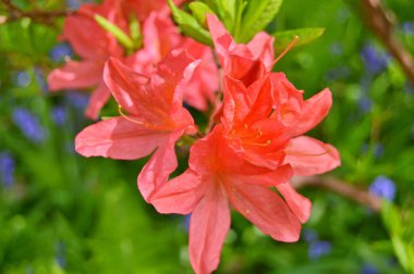 Baharda bahçede Rhododendron (Azalea) çiçekleri bulunur. Doğa arkaplanı .....