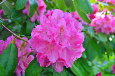 Baharda bahçede Rhododendron (Azalea) çiçekleri bulunur. Doğa arkaplanı