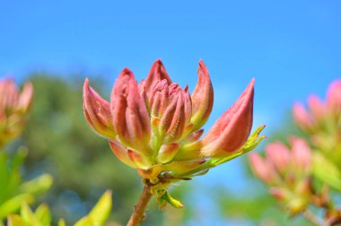 Baharda bahçede Rhododendron (Azalea) çiçekleri bulunur. Doğa arkaplanı