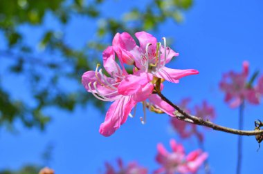 Baharda bahçede Rhododendron (Azalea) çiçekleri bulunur. Doğa arkaplanı