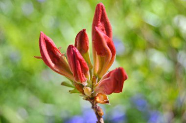 Baharda bahçede Rhododendron (Azalea) çiçekleri bulunur. Doğa arkaplanı