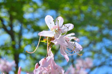 Baharda bahçede Rhododendron (Azalea) çiçekleri bulunur. Doğa arkaplanı