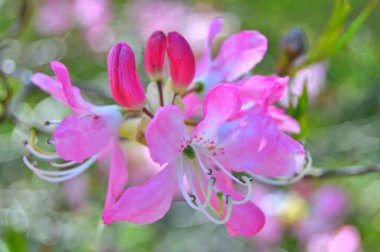 Baharda bahçede Rhododendron (Azalea) çiçekleri bulunur. Doğa arkaplanı