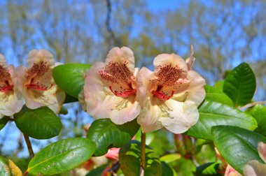 Baharda bahçede Rhododendron (Azalea) çiçekleri bulunur. Doğa arkaplanı