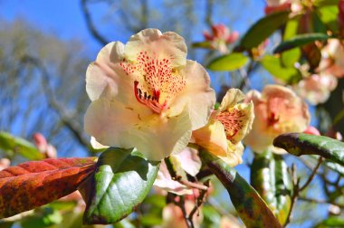Baharda bahçede Rhododendron (Azalea) çiçekleri bulunur. Doğa arkaplanı