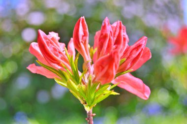 Baharda bahçede Rhododendron (Azalea) çiçekleri bulunur. Doğa arkaplanı .....