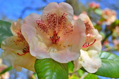 Baharda bahçede Rhododendron (Azalea) çiçekleri bulunur. Doğa arkaplanı .....