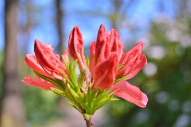 Baharda bahçede Rhododendron (Azalea) çiçekleri bulunur. Doğa arkaplanı .....