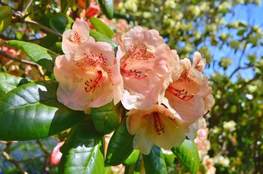 Baharda bahçede Rhododendron (Azalea) çiçekleri bulunur. Doğa arkaplanı