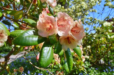 Baharda bahçede Rhododendron (Azalea) çiçekleri bulunur. Doğa arkaplanı