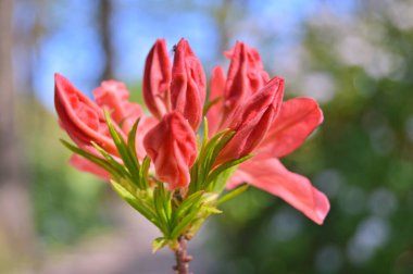 Baharda bahçede Rhododendron (Azalea) çiçekleri.