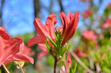 Baharda bahçede Rhododendron (Azalea) çiçekleri bulunur. Doğa arkaplanı .....