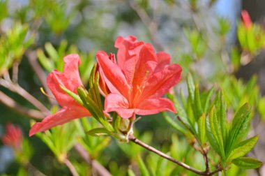 Baharda bahçede Rhododendron (Azalea) çiçekleri bulunur. Doğa arkaplanı .....