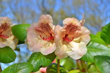 Baharda bahçede Rhododendron (Azalea) çiçekleri bulunur. Doğa arkaplanı ......