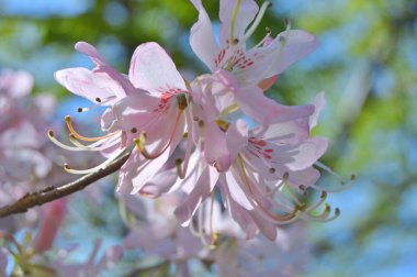 Baharda bahçede Rhododendron (Azalea) çiçekleri bulunur. Doğa arkaplanı ......