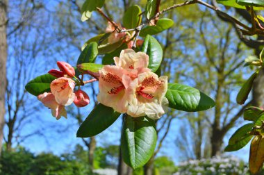 Baharda bahçede Rhododendron (Azalea) çiçekleri bulunur. Doğa arkaplanı ......