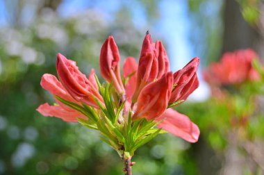 Baharda bahçede Rhododendron (Azalea) çiçekleri bulunur. Doğa arkaplanı ......