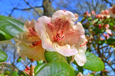 Baharda bahçede Rhododendron (Azalea) çiçekleri bulunur. Doğa arkaplanı ......