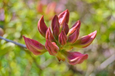 Baharda bahçede Rhododendron (Azalea) çiçekleri bulunur. Doğa arkaplanı ......