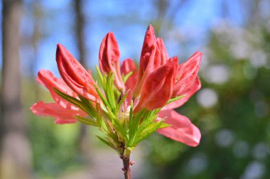 Baharda bahçede Rhododendron (Azalea) çiçekleri bulunur. Doğa arkaplanı ......