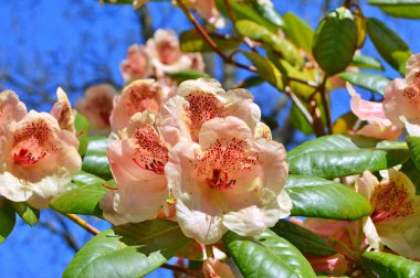 Baharda bahçede Rhododendron (Azalea) çiçekleri bulunur. Doğa arkaplanı ......