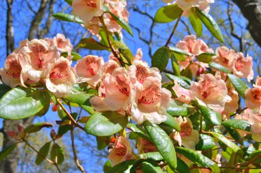 Baharda bahçede Rhododendron (Azalea) çiçekleri bulunur. Doğa arkaplanı ......