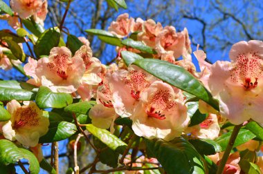 Baharda bahçede Rhododendron (Azalea) çiçekleri bulunur. Doğa arkaplanı ......