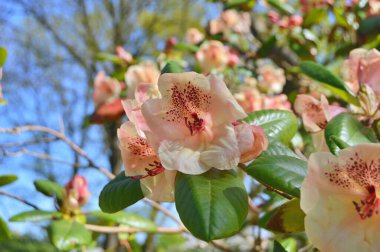 Baharda bahçede Rhododendron (Azalea) çiçekleri bulunur. Doğa arkaplanı ......