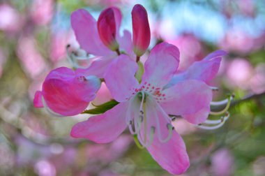 Baharda bahçede Rhododendron (Azalea) çiçekleri bulunur. Doğa arkaplanı ......