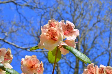Baharda bahçede Rhododendron (Azalea) çiçekleri bulunur. Doğa arkaplanı ......