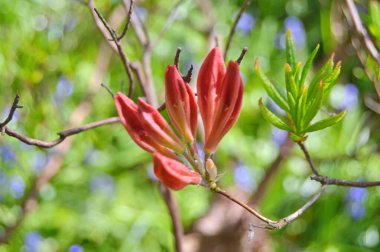 Baharda bahçede Rhododendron (Azalea) çiçekleri bulunur. Doğa arkaplanı ......