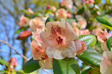 Baharda bahçede Rhododendron (Azalea) çiçekleri bulunur. Doğa arkaplanı ......