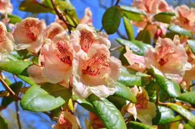 Baharda bahçede Rhododendron (Azalea) çiçekleri bulunur. Doğa arkaplanı ......