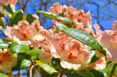 Baharda bahçede Rhododendron (Azalea) çiçekleri bulunur. Doğa arkaplanı .......