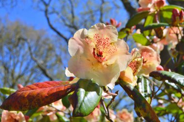 Baharda bahçede Rhododendron (Azalea) çiçekleri bulunur. Doğa arkaplanı .......
