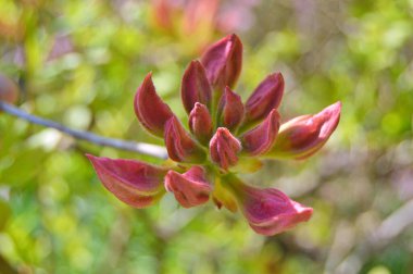 Baharda bahçede Rhododendron (Azalea) çiçekleri bulunur. Doğa arkaplanı .....