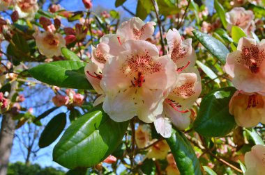 Baharda bahçede Rhododendron (Azalea) çiçekleri bulunur. Doğa arkaplanı .....