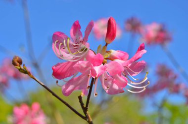 Baharda bahçede Rhododendron (Azalea) çiçekleri bulunur. Doğa arkaplanı .....