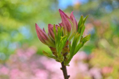 Baharda bahçede Rhododendron (Azalea) çiçekleri bulunur. Doğa arkaplanı .....