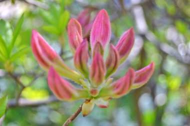 Baharda bahçede Rhododendron (Azalea) çiçekleri bulunur. Doğa arkaplanı .....