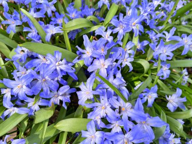 Baharda bahçede çiçekler. Doğa ve renkli arka plan. .....