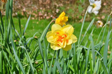 Baharda bahçede çiçekler var. Doğa ve renkli arka plan. Çiçekler.